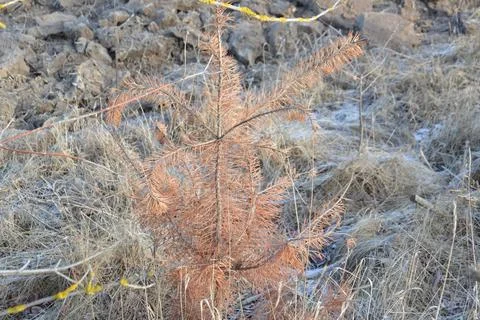 Details of tree branches and trunks Fotos de archivo