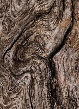 Details of a tree Stock Photos