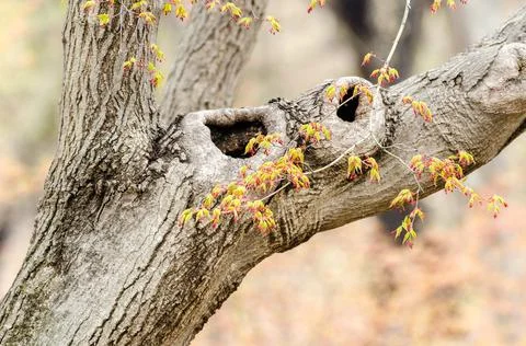 Details of a tree trunk and its colorful leaves in the gardens of Changdeokun Foto stock