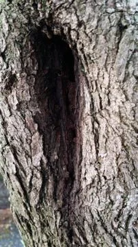 Details of tree trunks Stock Photos