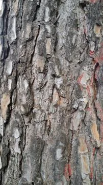 Details of tree trunks Stock Photos