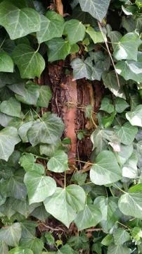 Details of tree trunks Stock Photos