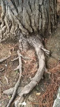Details of tree trunks Stock Photos
