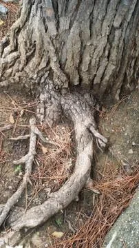 Details of tree trunks Stock Photos