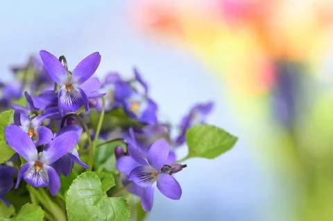 Details of Violets (Viola Odorata) Stock Photos
