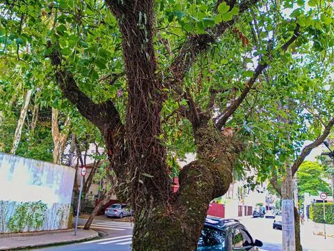 Details of a winding tree. Stock Photos