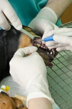 Detartrage Stock Photos