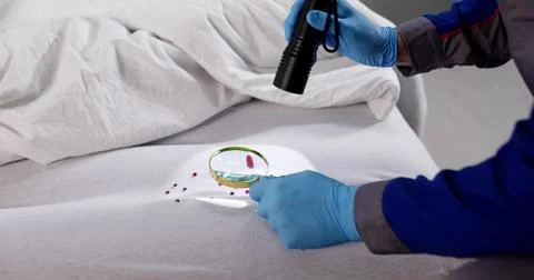 Detecting Bedbug Infestation In Hotel Mattress Using Magnifying Glass. Stock Photos