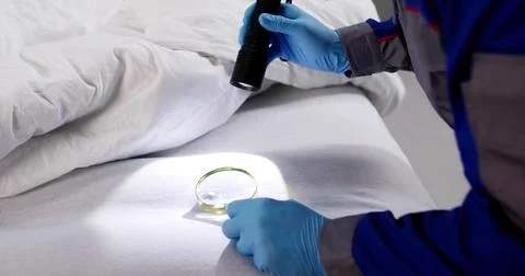 Detecting Bedbug Infestation, A Hotel Room Inspector Locates Breeding Grounds Stock Photos