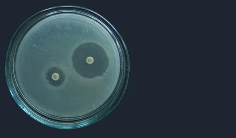 Detection of beta lactamases by diffusion method test for Escherichia coli Stock Photos