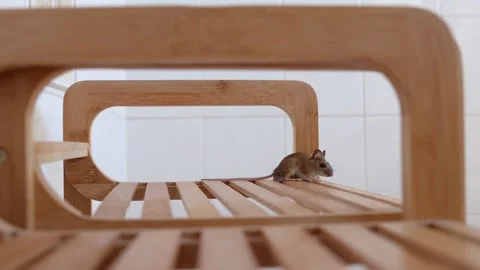 Detection of a Mouse in the Restroom - Static Shot Stock Footage 252633960