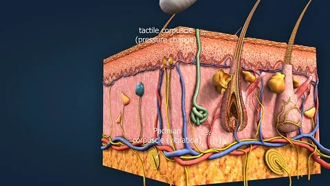 Detection of pressure and touch through receptors Stock Footage 304974229