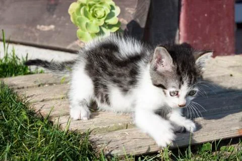 Detective cat Stock Photos