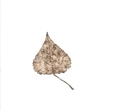 Deteriorated leaf, showing a delicate pattern of veins Foto stock