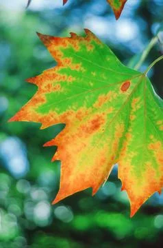 Deteriorating maple leaf during autumn or fall Stock Photos