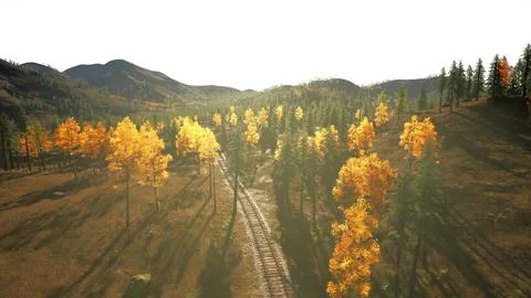 Deteriorating railroad tracks weaving through a forest of spruce trees Stock Illustration