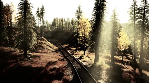 Deteriorating railway winding through a dense forest of spruce trees at sunset Stock Footage 248733274