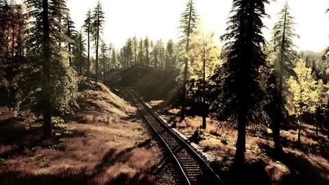 Deteriorating railway winding through a dense forest of spruce trees at sunse Stock Illustration
