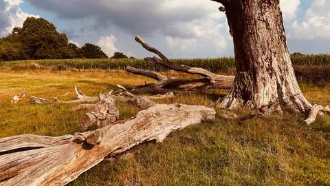 Deteriorating Tree in a Farm Stock Photos