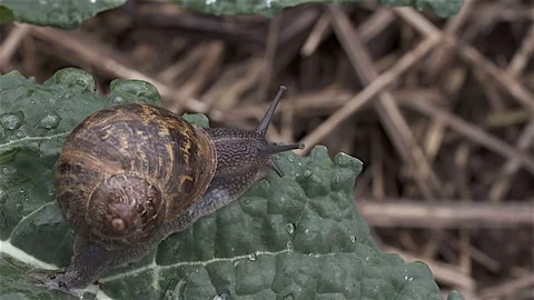 Determind Snail on kale leaf Stock Footage 80688193