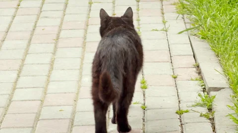 Determined Black Cat Walks Along a Stone Paved Pathway Stock Footage 334644149