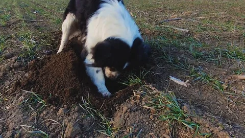 Determined dog digging a hole in the ground on a open field, in search of small  Stock Footage 123724552