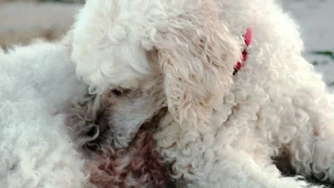 A determined dog engages in the meticulous task of finding and devouring fl.. Stock Footage 257559774