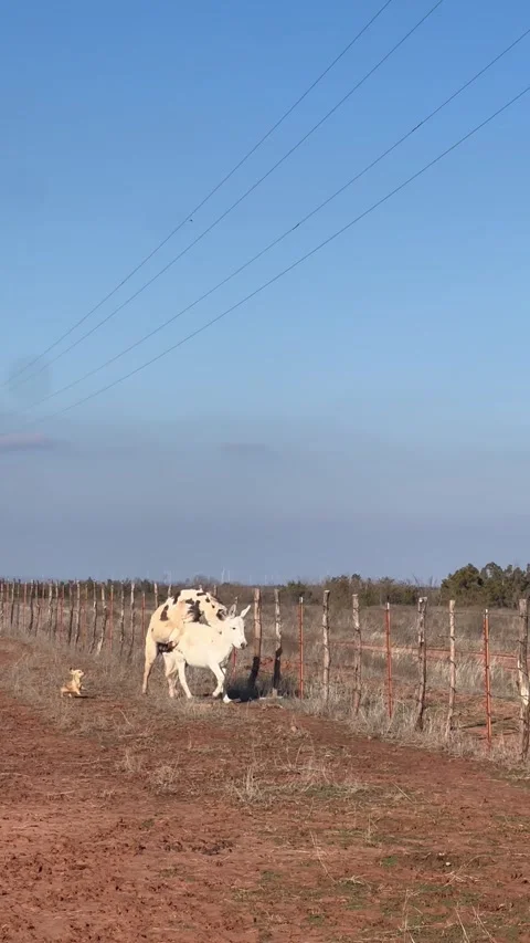 Determined Donkey Attempts Mobile Mount, Texas, USA - 03 Jan 2024 Vídeos de archivo 296011580