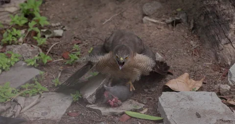 A determined female Shikra keeps crows at bay while feeding on a rat in the city Stock Footage 337731925