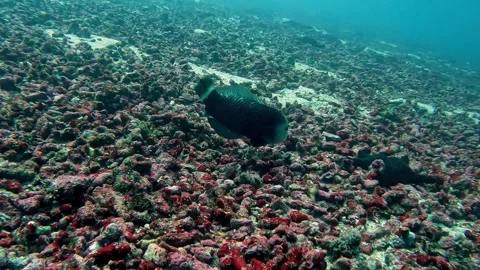 Determined fish works hard to catch crab hiding in rocks Stockbeeldmateriaal 272565339