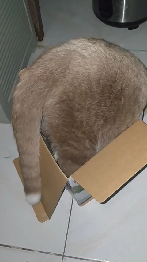 Determined Kitty Tries to Climb Inside Tiny Box, Quezon City, Philippines - 28 A Stock Footage 205386875