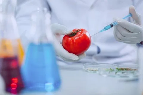 Determined knowledgeable scientist testing tomatoes Foto stock