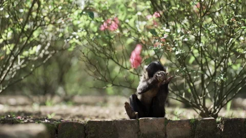 Determined Monkey Using Stones as Nutcracker in Green Forest Background Stock Footage 251149468