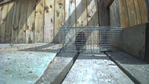 Determined squirrel demonstrates problem‑solving as it searches for an exit Stock Footage 333794442