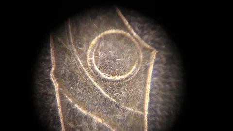 Determining the authenticity of a coin under high magnification. Stock Footage 114577932