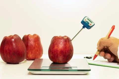 Determining temperature in an apple, food control and food safety Stock Photos