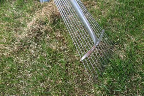 Dethatching lawn with a lawn rake in the spring garden Stock Photos