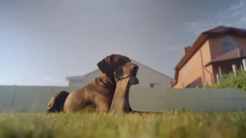 Deutsch kurzhaar lying down on the green grass field on sunny day. Video stock 113851978
