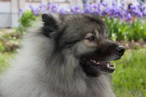 Deutscher wolfspitz is standing on a spring meadow. Keeshond or german spitz. Stock Photos