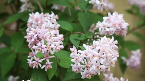 Deutzia flowers closeup Stock Footage 63833352