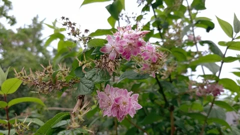Deutzia Stock Footage 301297545