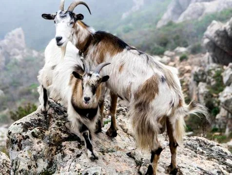 Deux chvres Stock Photos