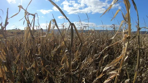 Devastated corn agricultural field Stock Footage 171537392