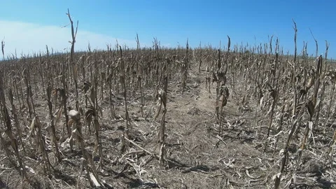 Devastated corn crop agricultural field 動画素材 159997988