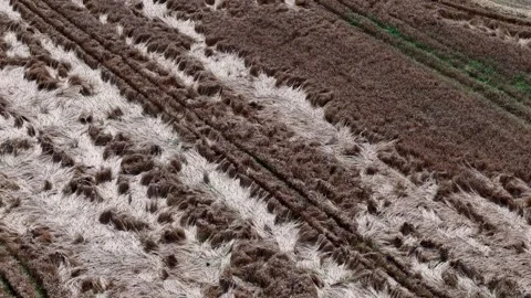 Devastated Crop Fields in Vilnius, Lithuania After Torrential Rainfall Stock Footage 324713060