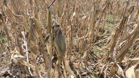 Devastated dry corn field on hot, sunny day Stock Footage 88183572