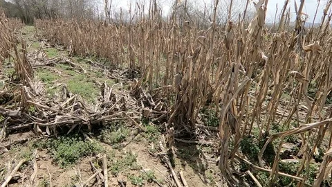 Devastated dry corn field on hot, sunny day Stock Footage 88186041