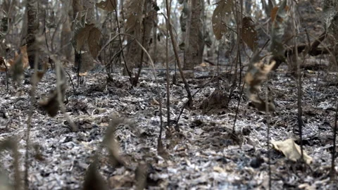 Devastated by flames, the grass and bushes lay in ruins, leaving traces of ash Stock Footage 245641908