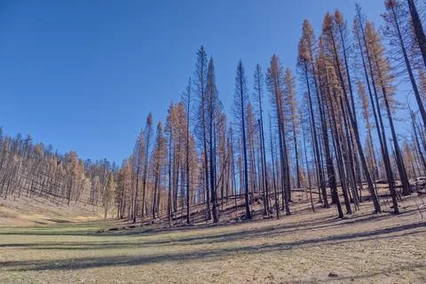 Devastated forest after Dragon Bravo Wildfire impacts Grand Canyon North Rim in 写真素材