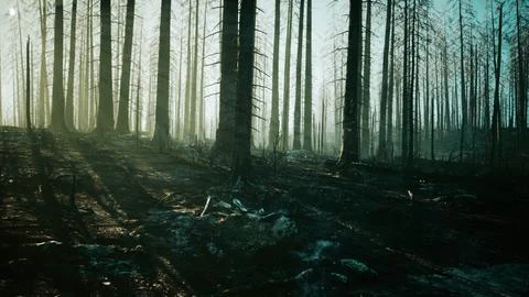A devastated forest after a fire Stock Illustration